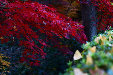 秋のもみじの紅葉と空