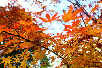 秋のもみじの紅葉と空