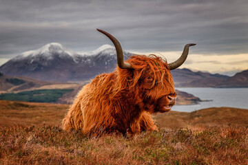 Scottish highland cattle lying on the grass with a background of mountains