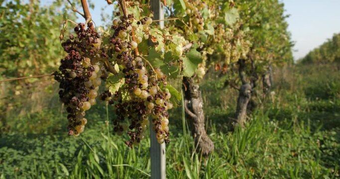 Vineyard grape with noble  rot close-up, slowmotion handheld 4K