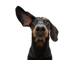 Attentive and listening  dachshund dog with one ear up. Isolated on white background. - Powered by Adobe