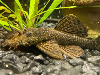 Сом Анциструс (catfish ancistrus)