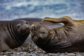 The Good scratch, South Georgia.