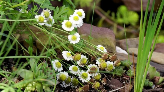 Close-up of Feverfew flowers (Tanacetum parthenium) by running water.