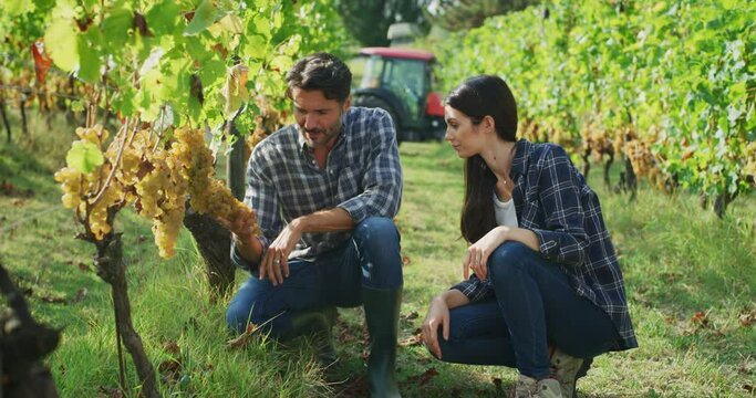 Authentic shot of happy successful farmers or winemakers are checking ripe grape bunches on vines before picking during wine harvest season in vineyard for further high quality wine production.