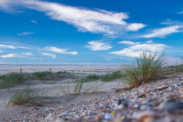 Sea shells on the beach, panoramic view of a dune beach and shells, wide view with blue sky ad beach, beach landscape the Netherlands