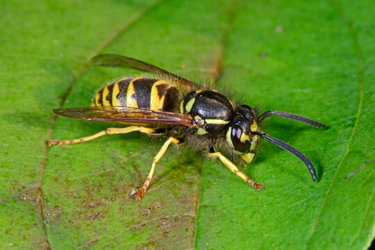 Wasp // Wespe (Polistinae) 
