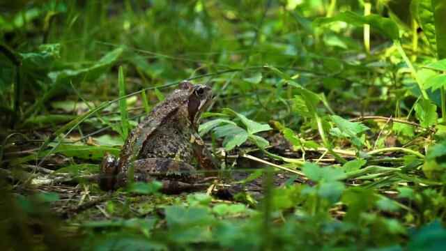 Common frog jumping away from the camera frame, in slow motion