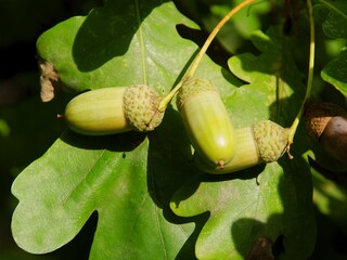 holm-oak-tree and acorns as seeds