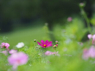 美しいコスモスの花