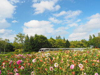 北海道の風景 百合が原公園のダリア畑とリリートレイン