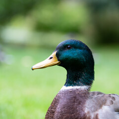 Mallard duck male - close-up head with natural blurred background.