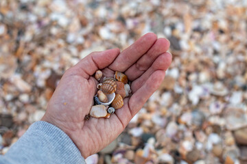 Seashells in hand on the background of many seashells