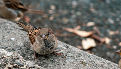 A small bird gathering food