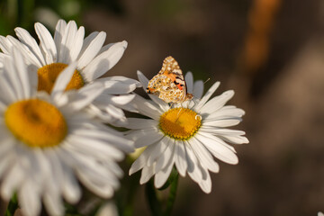 Obraz premium A butterfly sitting on a daisy