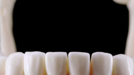 Front view of opening jaws. Talking fake jaw with white teeth on black background. Full HD 25 fps