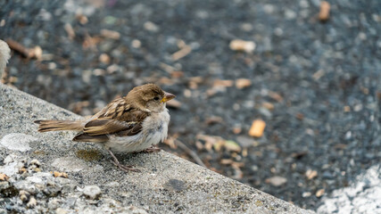 A small Sparrow on the ground