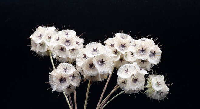 Sternskabiose Bilder Durchsuchen 117 Archivfotos, und