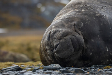 A resting Elephant seal, South Georgia.