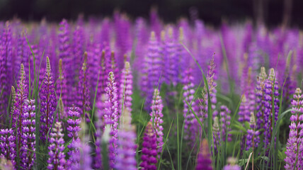 Field of lupins flowers purple and green
