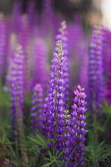 Field of lupins flowers purple and green