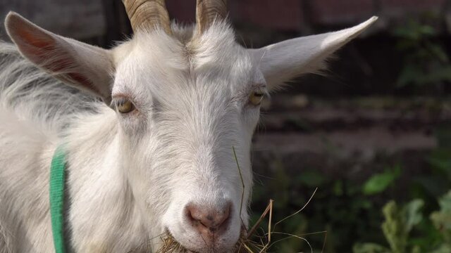 White goat chewing dry grass, portrait in summer