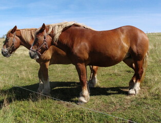 Fototapeta na wymiar two horses in the pasture