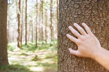 Man hand touching with care pine tree trunk in forest, pov.