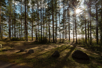 Trees in the pine woods on the beach of Finnish Gulf in the north of Russia.