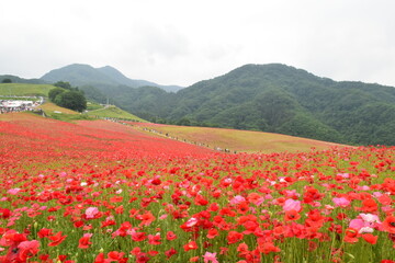 Poppies in the sky