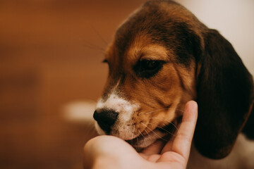 Beagle puppy