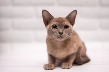 kitten scottish british cat burma munchkin animals