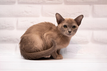 kitten  cat burma munchkin  british cat animals
