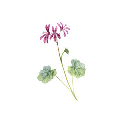 watercolor drawing Pelargonium sidoides