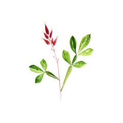 watercolor drawing amargo, bitter-wood