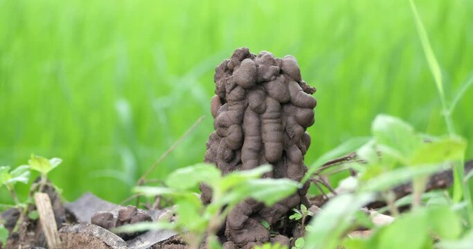 dwelling of earthworms,The house of earthworms is made from soil, which is used as organic fertilizer.