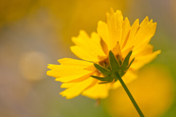 A yellow daisy, photographed from behind, captured in sunlight with a blurred background, positioned on the right of the image.