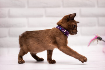 kitten scottish british cat burma munchkin animals