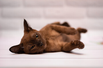 kitten scottish british cat burma munchkin animals