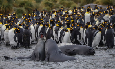 Elephant Seal pups playing in the stream, South Georgia.