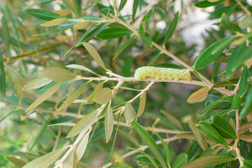 Swallowtail butterfly caterpillar perched on an olive tree