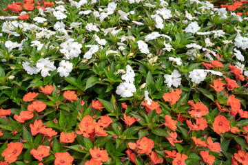 Red and white flowers 