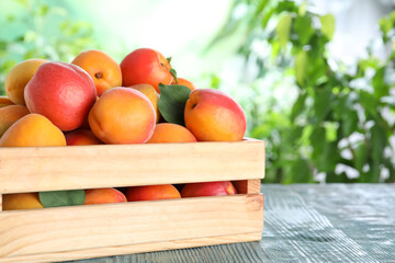 Many fresh ripe apricots in wooden crate on blue table against blurred background
