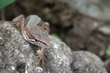 Japanese grass lizard peeking out from the top of the rock