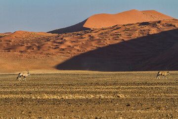 Fototapeta na wymiar Oryx walking in front of red sanddunes of the Sossusvlei area in the Namib-Naukluft National Pak in Namibia