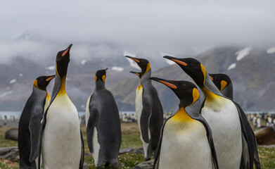 Obraz premium A Group of King Penguins, South Georgia