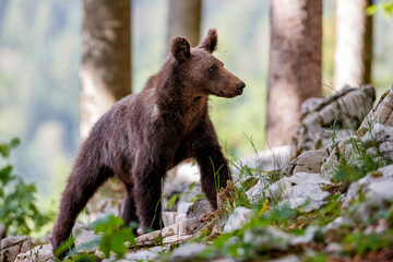 Wild brown bear walking and searching for food in the forest and mountains of the Notranjska region...
