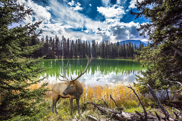 The horned deer, lake and woods