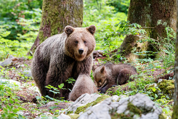 Naklejka na ściany i meble Wild brown bear mother with her cubs walking and searching for food in the forest and mountains of the Notranjska region in Slovenia