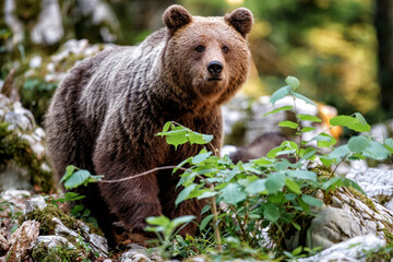 Obraz premium Wild brown bear mother with her cubs walking and searching for food in the forest and mountains of the Notranjska region in Slovenia